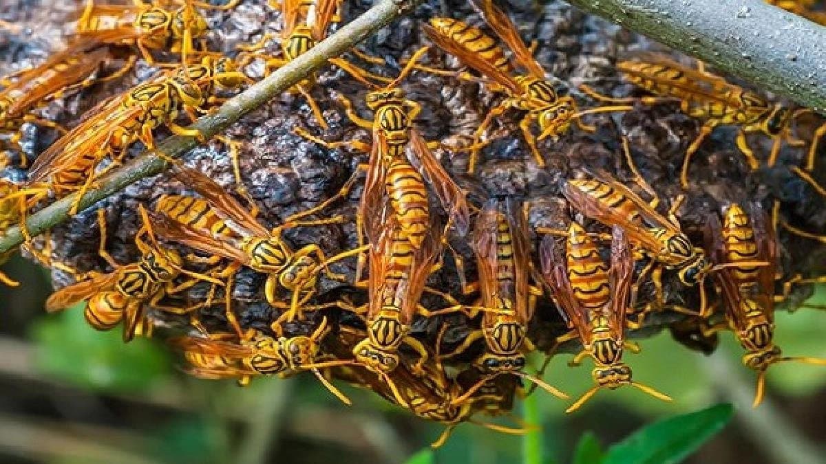 A swarm of hornets attacked a rally comprised of school students on 15 August morning
