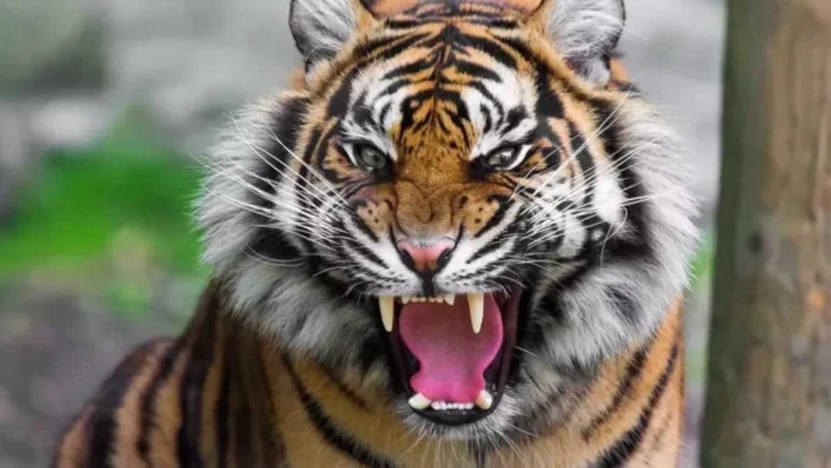 Royal bengal tiger attacks forest worker in maipit gnr 