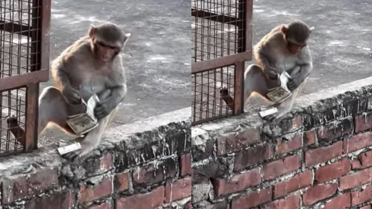 monkey snatches money from womans bag in vrindaban