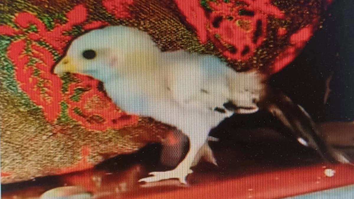 Peacock and hen matting viral video