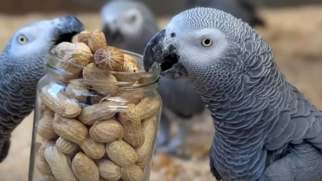 A group of parrots had to be separated after swearing at visitors and laughing together in a zoo in the UK 