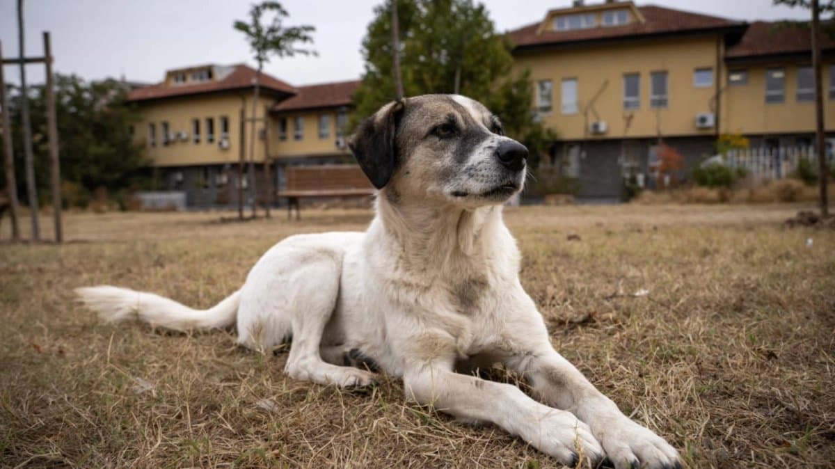 Seven Year Old Girl Hospitalised After Stray Dogs Attack Her