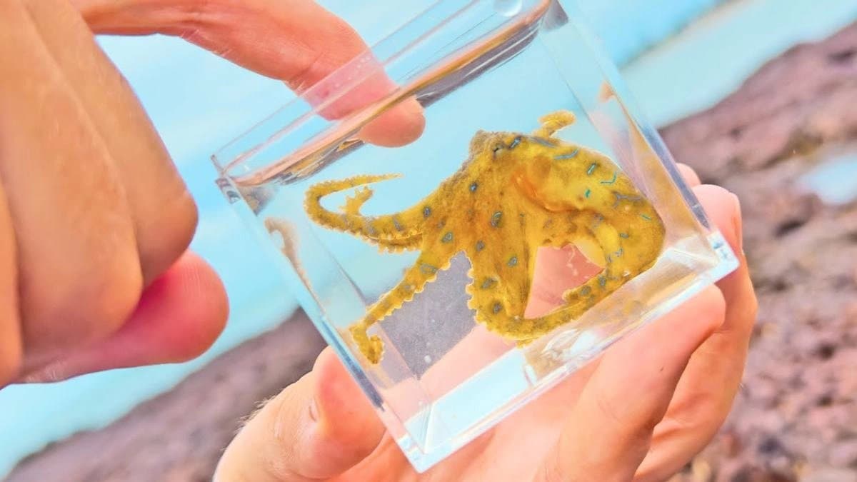 Blue ringed octopus is beautiful but deadly know more about it
