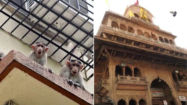 Monkey Turns Thief Snatches Bag With Rs 20 Lakh Jewellery Near Banke Bihari Temple