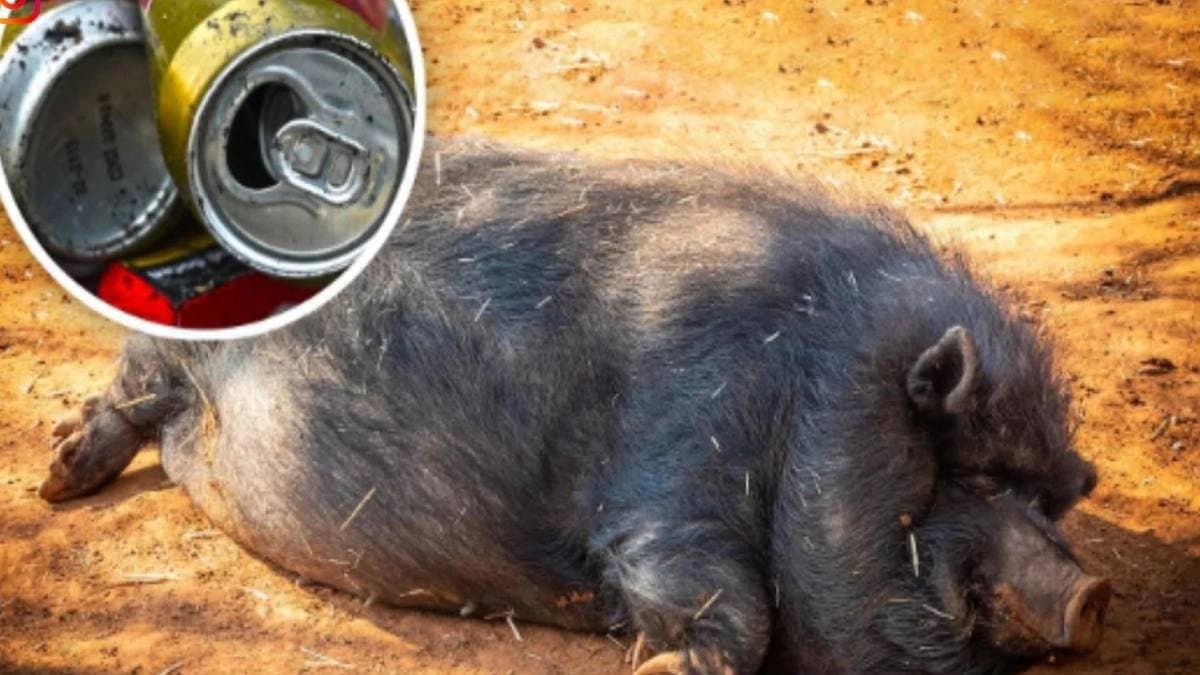 Drunken pig involves in fight with cow in Australia