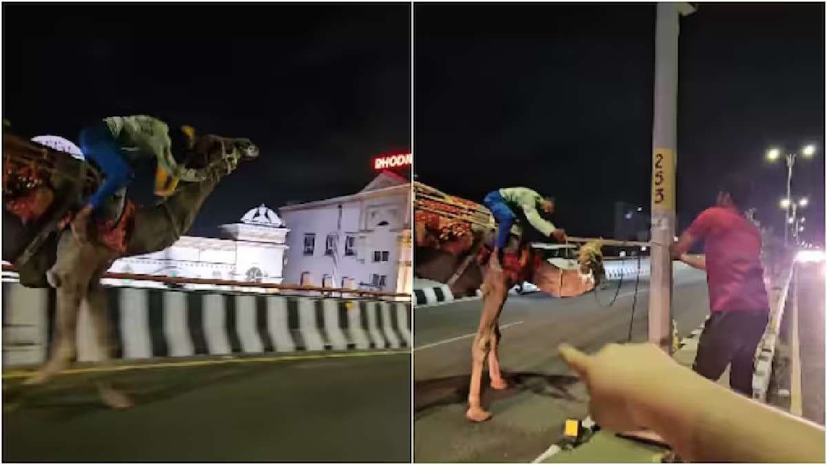 Viral Video: Drunk man rides camel on Hyderabad flyover and rescued by commuters