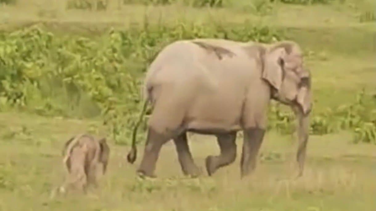 Dooars mother Elephant returned to herd with baby Elephant gnr 