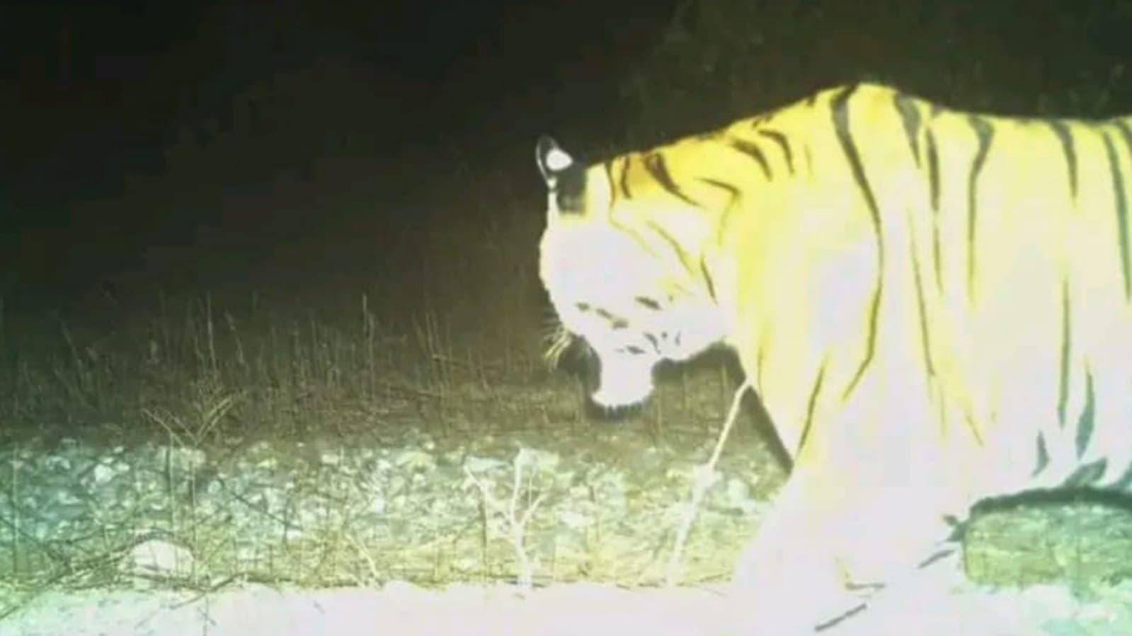 বক্সা'র জঙ্গলে ফের দেখা মিলল বাঘের