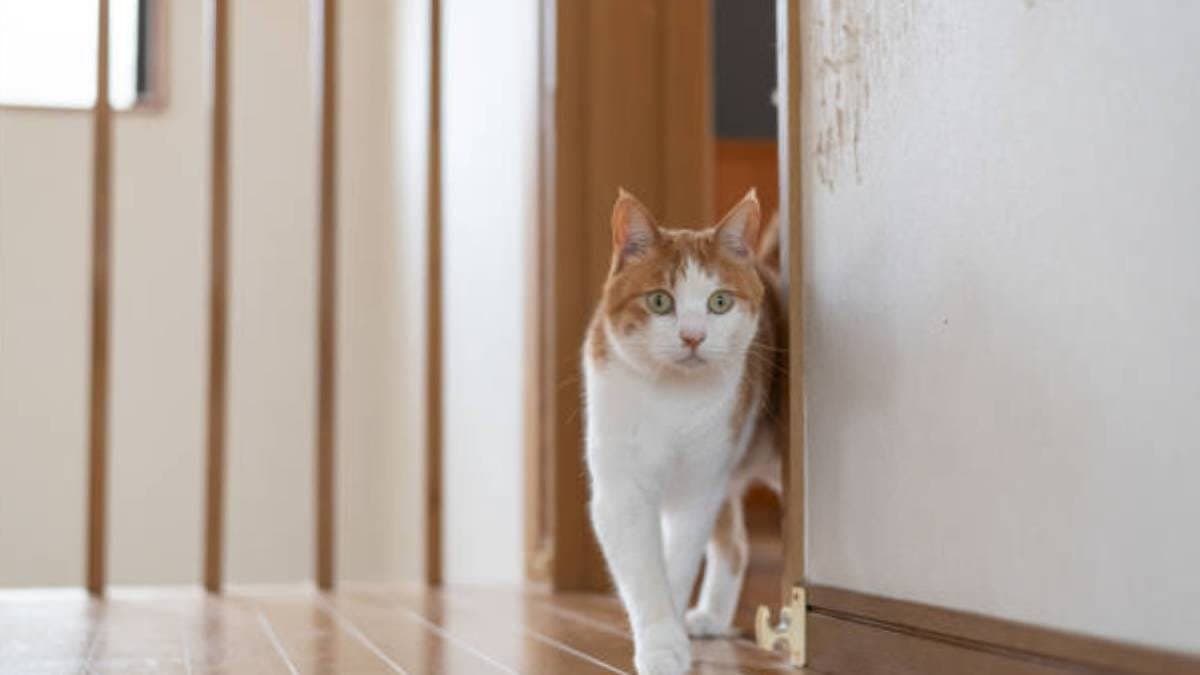 Cats are getting free movement at your home as per astrology what is the main reason and results lif