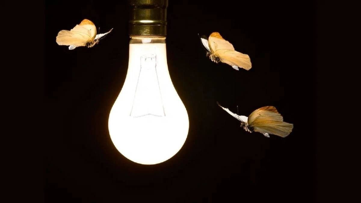 These simple home remedies help to get rid of insects hovering around bulbs