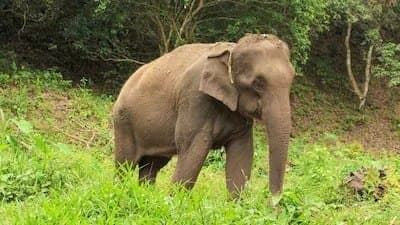 Number of wild elephants drop by massive 18 percent according to new DNA based study