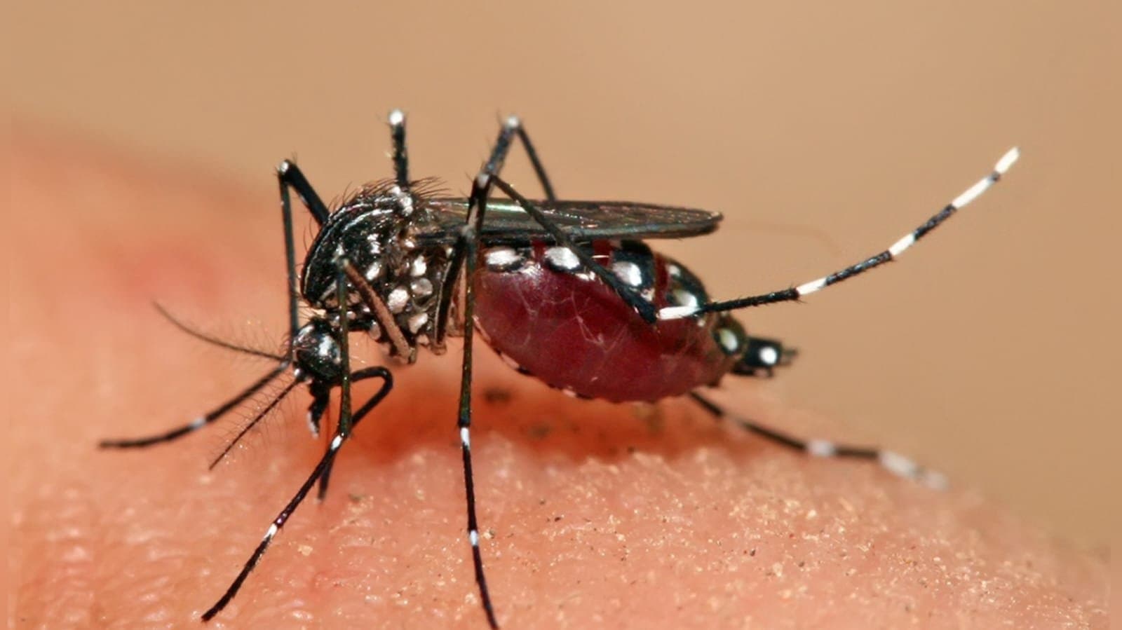 Dengue claims another life in kolkata_gnr