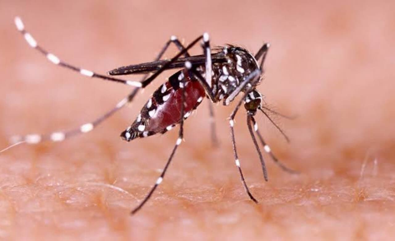 Dengue: শীতেও কমেনি ডেঙ্গুর প্রকোপ, রেকর্ড সংক্রমণ রাজ্যে