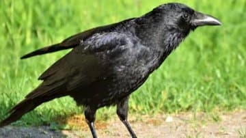 Crows Can Take Revenge, Remember Humans For 17 Years gnr 