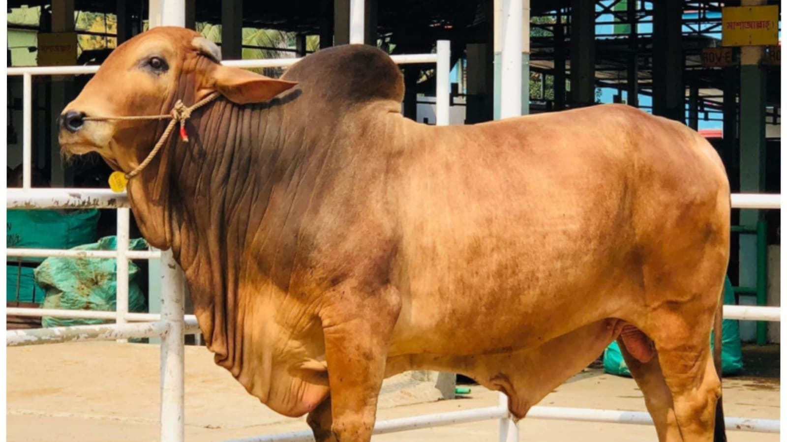 ষাঁড় নিয়ে খেলা, জেলায় জেলায় প্রাণ হারালেন বহু মানুষ