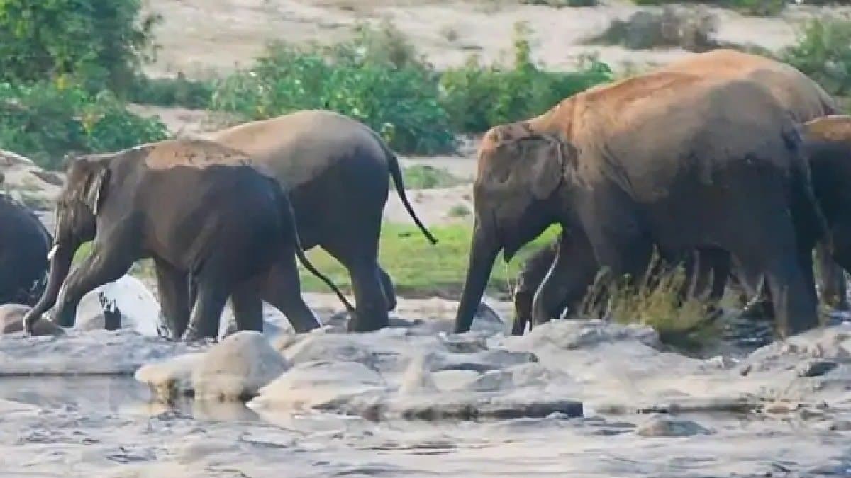 After three month 40 wild elephants change route 