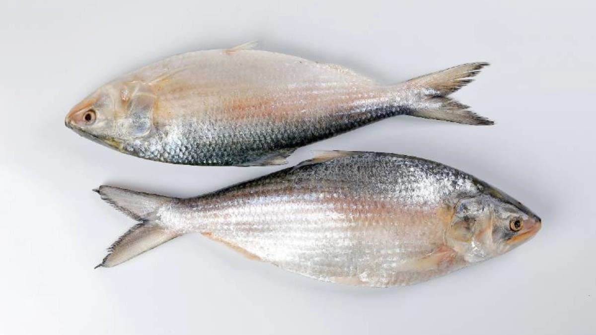 Scientists in India have achieved great success in the path of hilsa farming in ponds