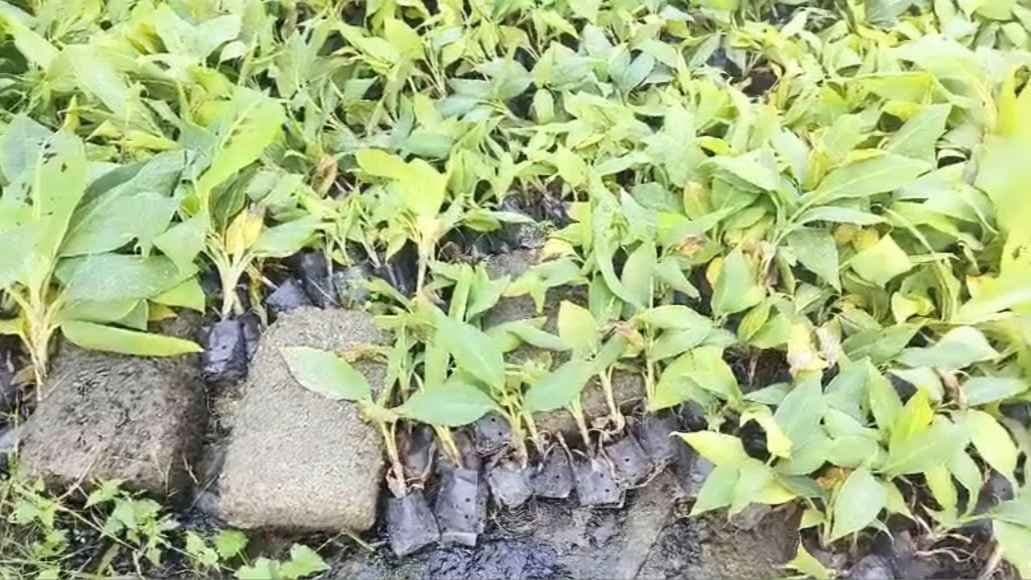 Banana farming in Sundarban takes a new dimension gnr 