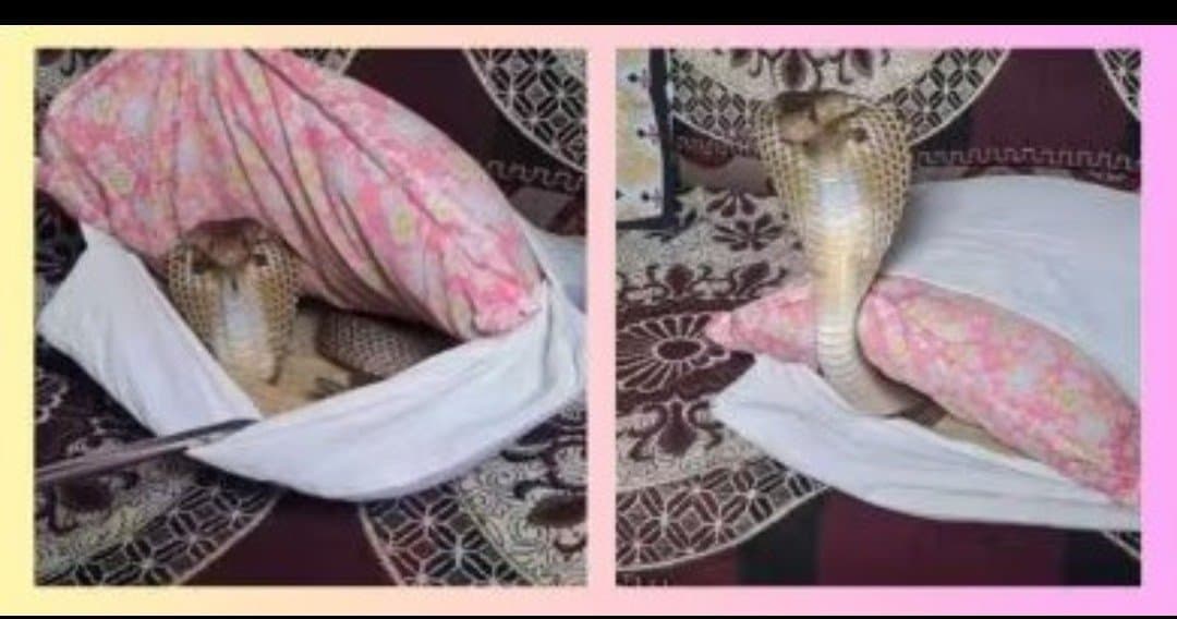 Man discovers cobra hidden in sofa cushion in delhi_gnr