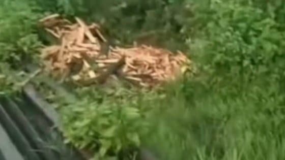 Four detain in purulia for allegedly stealing chandan tree gnr 