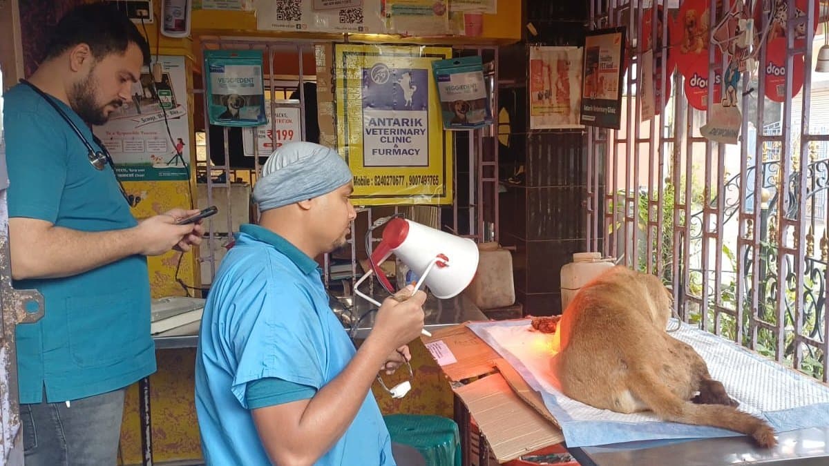 dog injured on railline,  arrived in the hospital by ambulance gnr 