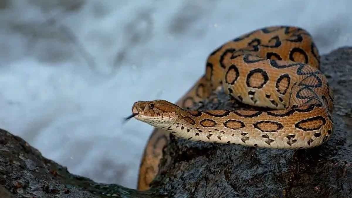 Rare Russell Viper spotted in Ganderbal urges caution gnr 
