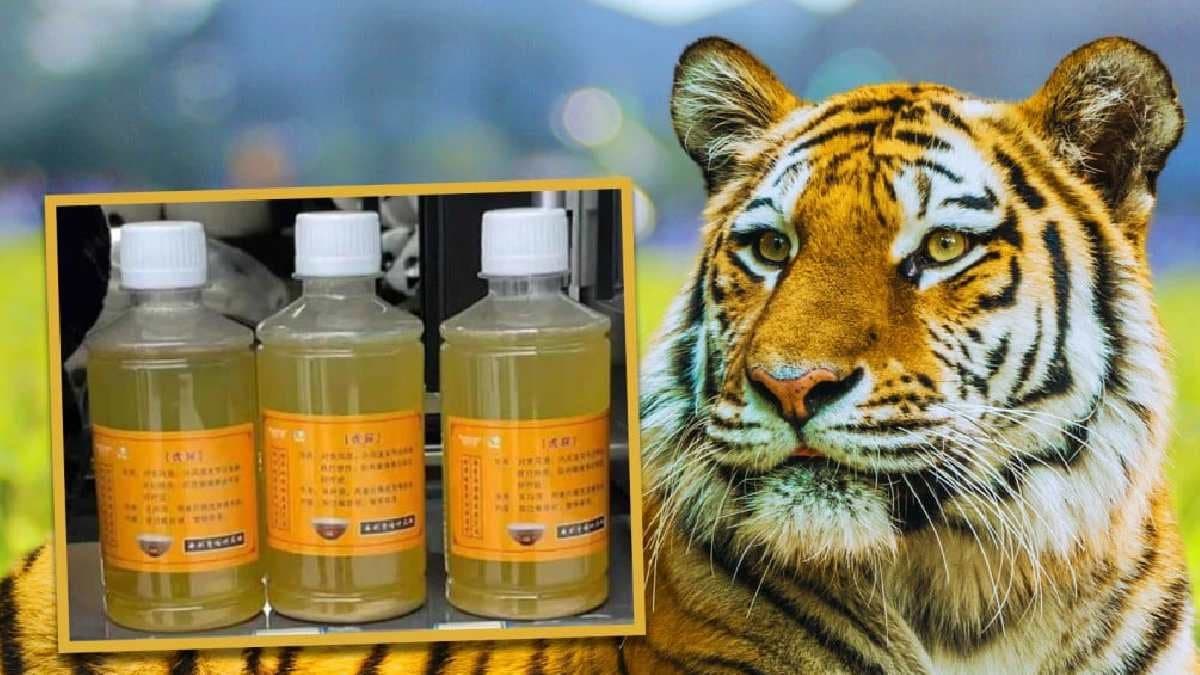 Chinese zoo under scanner after rumours of Tiger urine sold for pain management surface