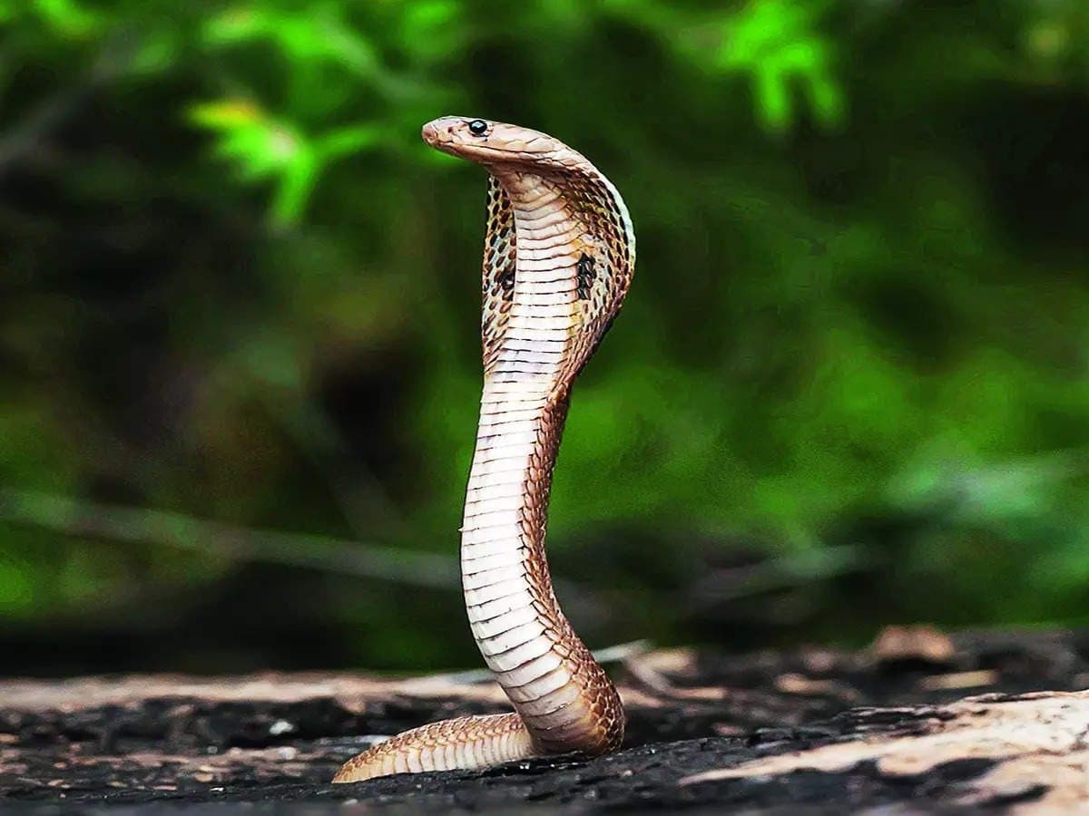 Snake Bite: বিষাক্ত সাপ কামড়েছে? জীবন বাঁচাতে, দেরি না করে করুন এই কয়েকটি কাজ 