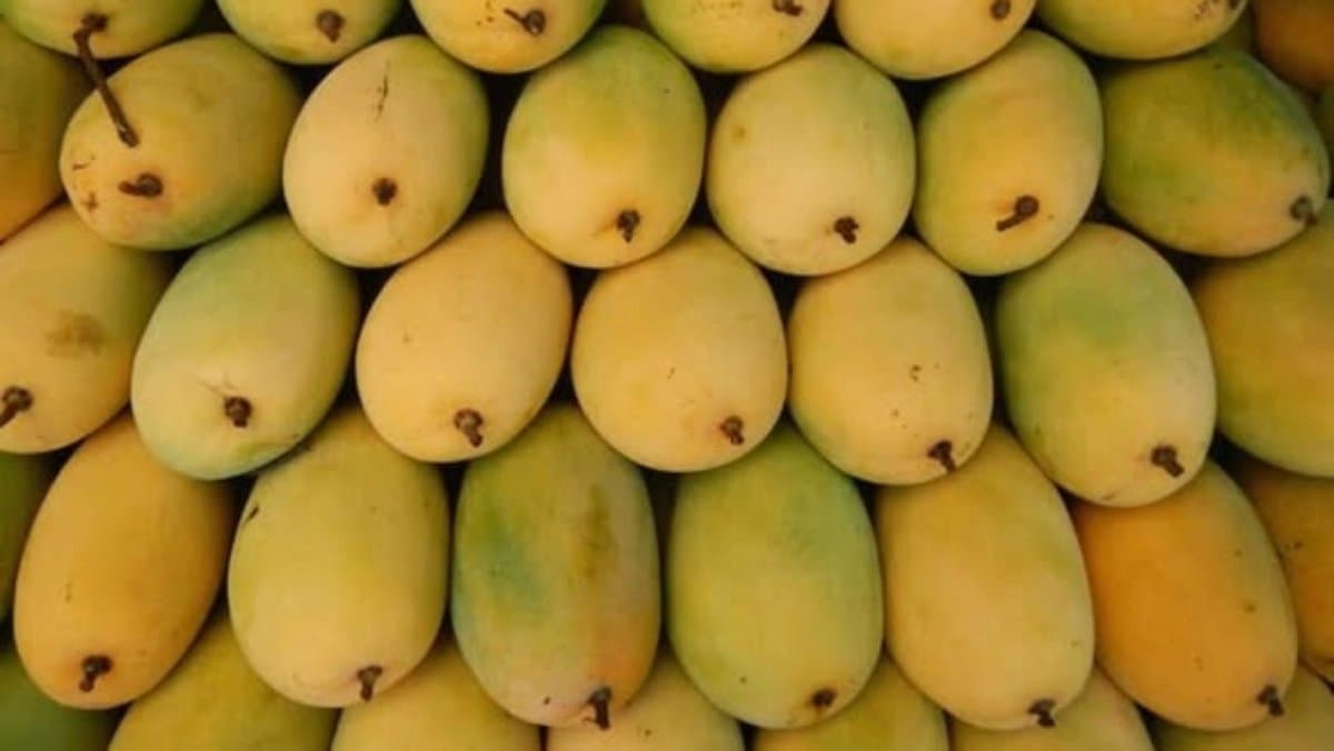 How Chaunsa mango got it s name it has connection with Mughal Empire