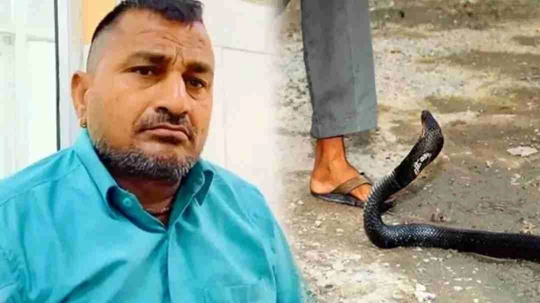 Snake Bites Farmer Then He Bites The Snake and Ate It