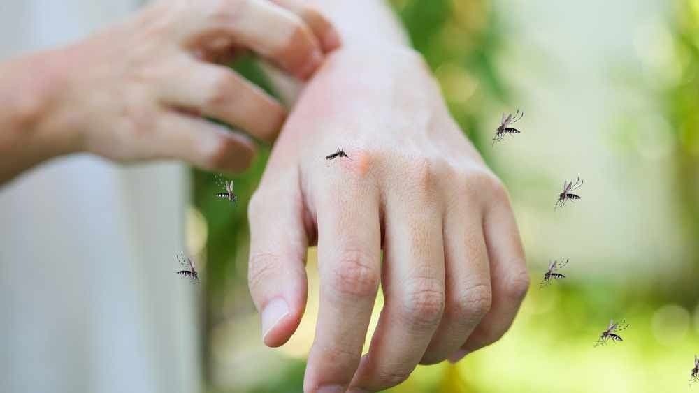 Dengue mosquito bites very frequently those whom has these kind of features lif