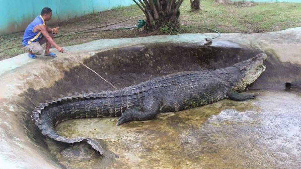 Lolong the Largest Crocodile to ever exist since the times of Dinosaurs