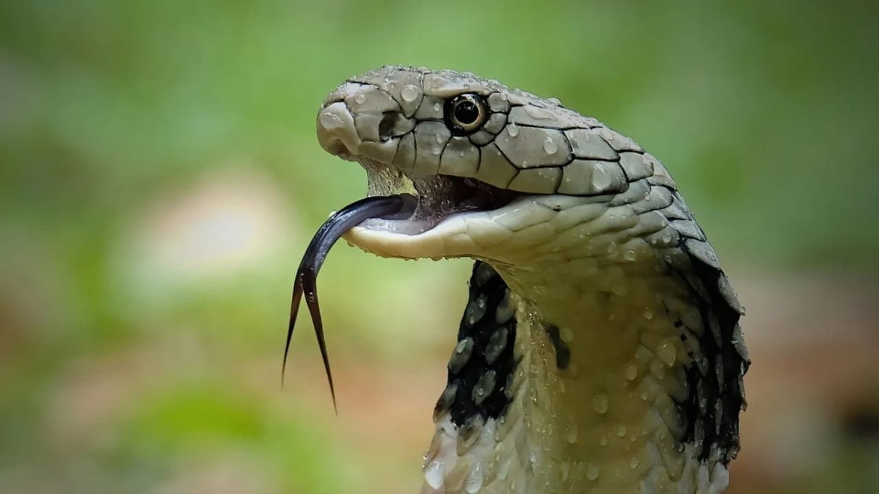 have you been dreaming about snakes here is what those dreams mean lif