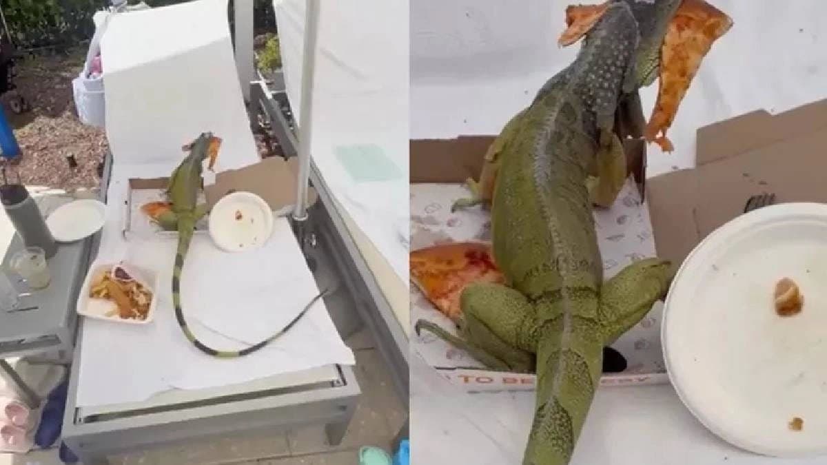 Iguana eating pizza in florida video viral
