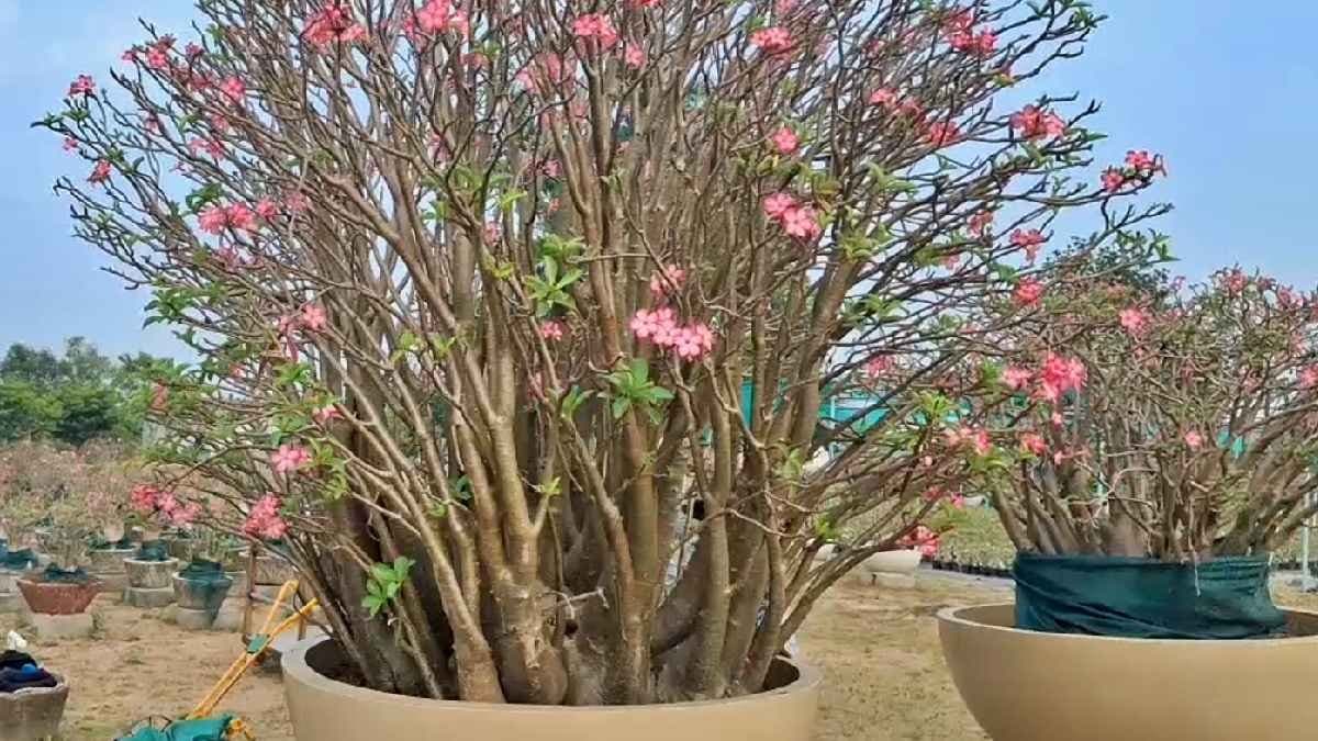 What makes plants grow faster and stronger