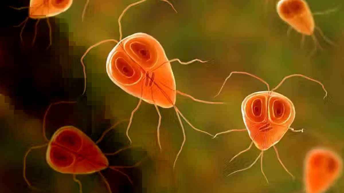 BEE colonies collapse under Parasite puzzle