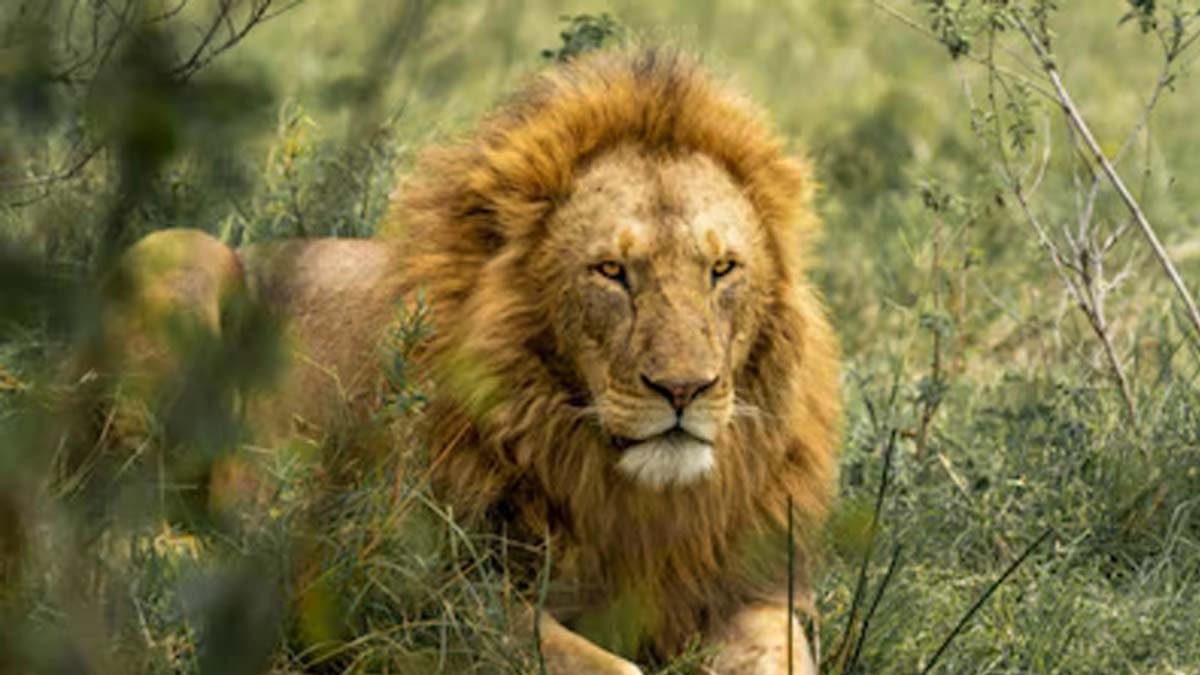 Lion goes missing from Tamil Nadu Vandalur Zoo