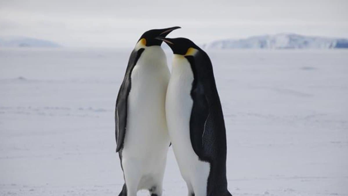 Cheating Common, Divorce Rates Soar after Mating Seasons Penguin Love Life Exposed gnr 