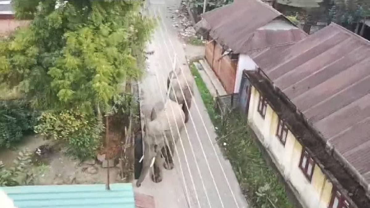 two wild elephants returned to forest in afternoon after visiting at Falakata town