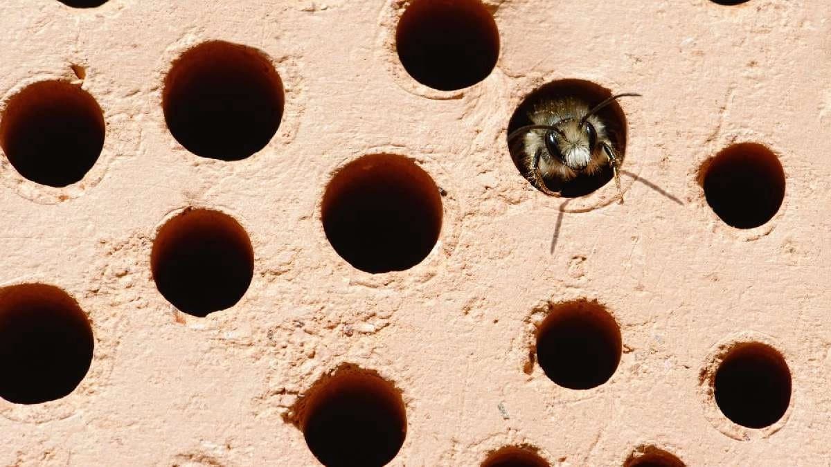 Brighton and Hove has brought new bee bricks to increase Solitary Bee breeding