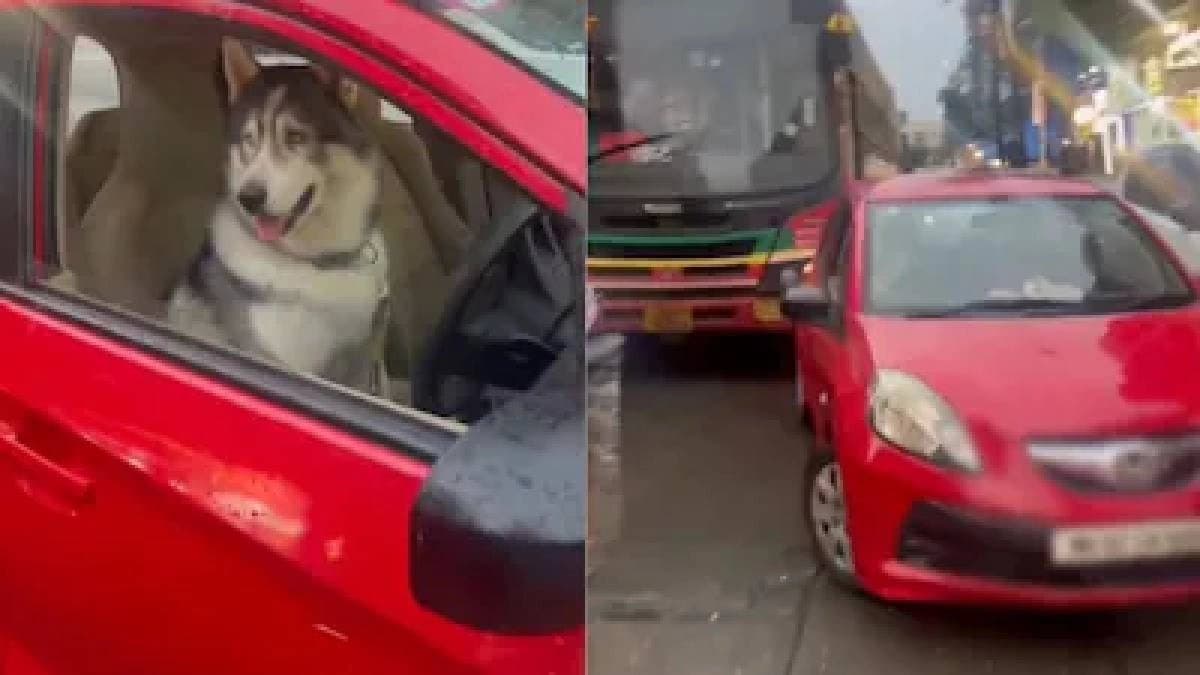 Husky Found Behind Wheel In Mumbai Traffic Jam