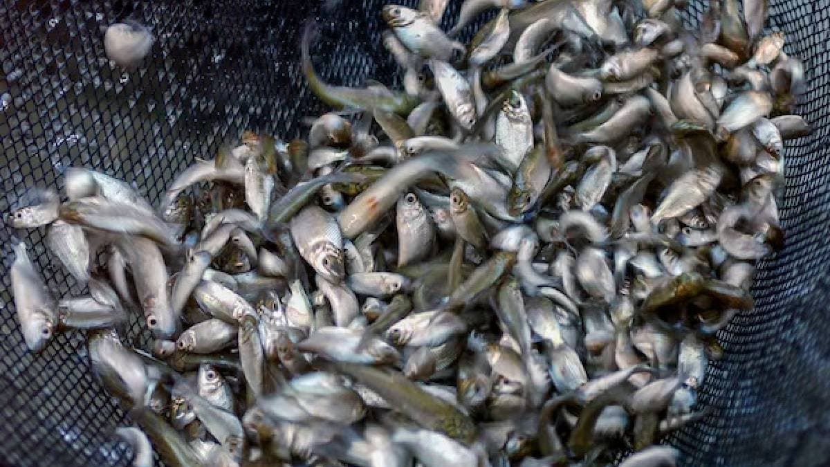 Small fish are disappearing from market the researchers indicated big danger gnr