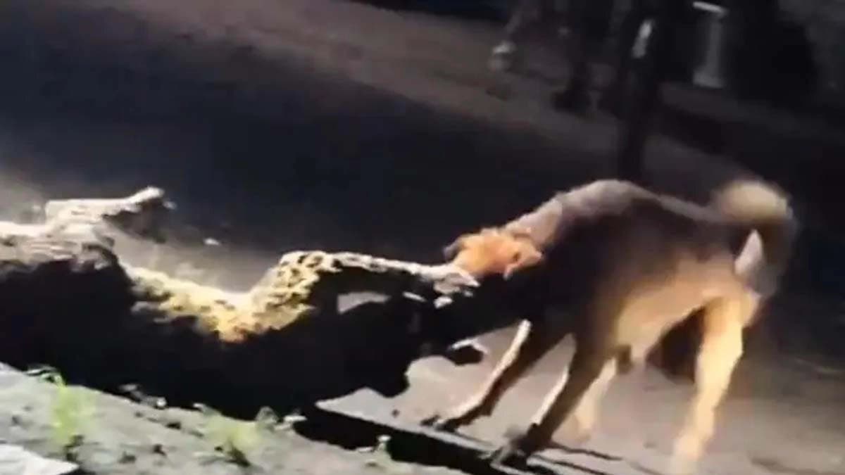 Stray dog ​​wins fight with leopard drags it 300 meters away