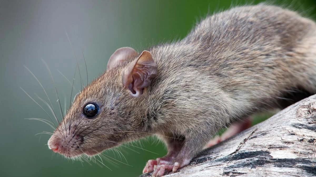 Rats drank 800 bottles of liquor demand of Dhanbad traders