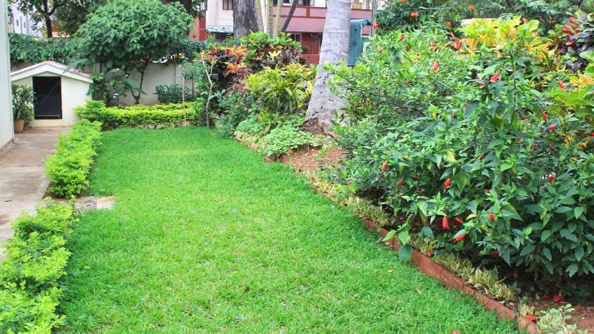 রক্তশূন্যতা থেকে অনিদ্রা দূর করা, বাড়িয়ে দেয় গর্ভধারণের ক্ষমতাও, এই আগাছার আরও উপকারিতা জানলে কেটে ফেলতে পারবেন না