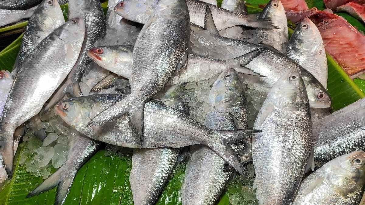 Trawlers have returned to the Kakdwip harbour with over 50 ton of Hilsa