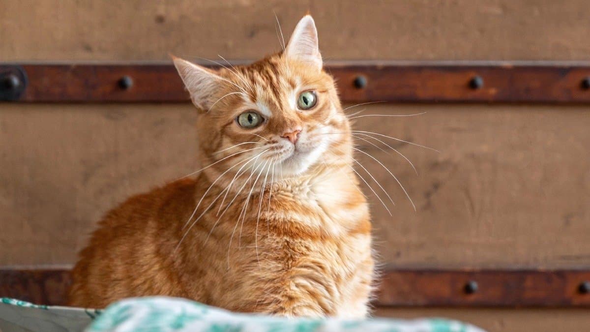 Woman loses job and bonus after her pet cat accidentally sends resignation letter to her boss, that happened next gnr
