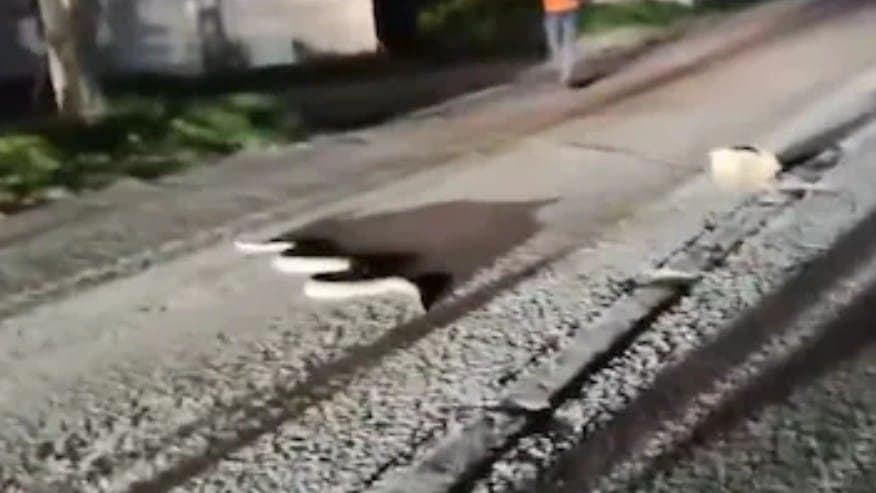Hyderabad Men Try To Kill Python With Sticks And Stones In Spine Chilling Video 