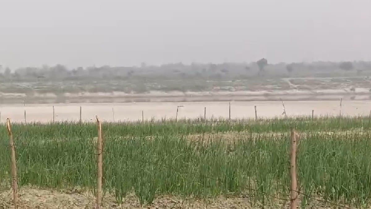 Indian farmers allege their harvest be looted by bangladeshi gnr