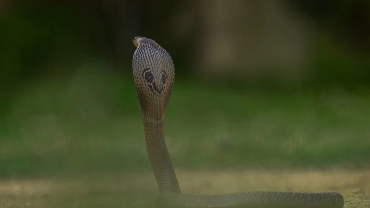 Does snake fall in love a viral incident in Madhya Pradesh created buzz again